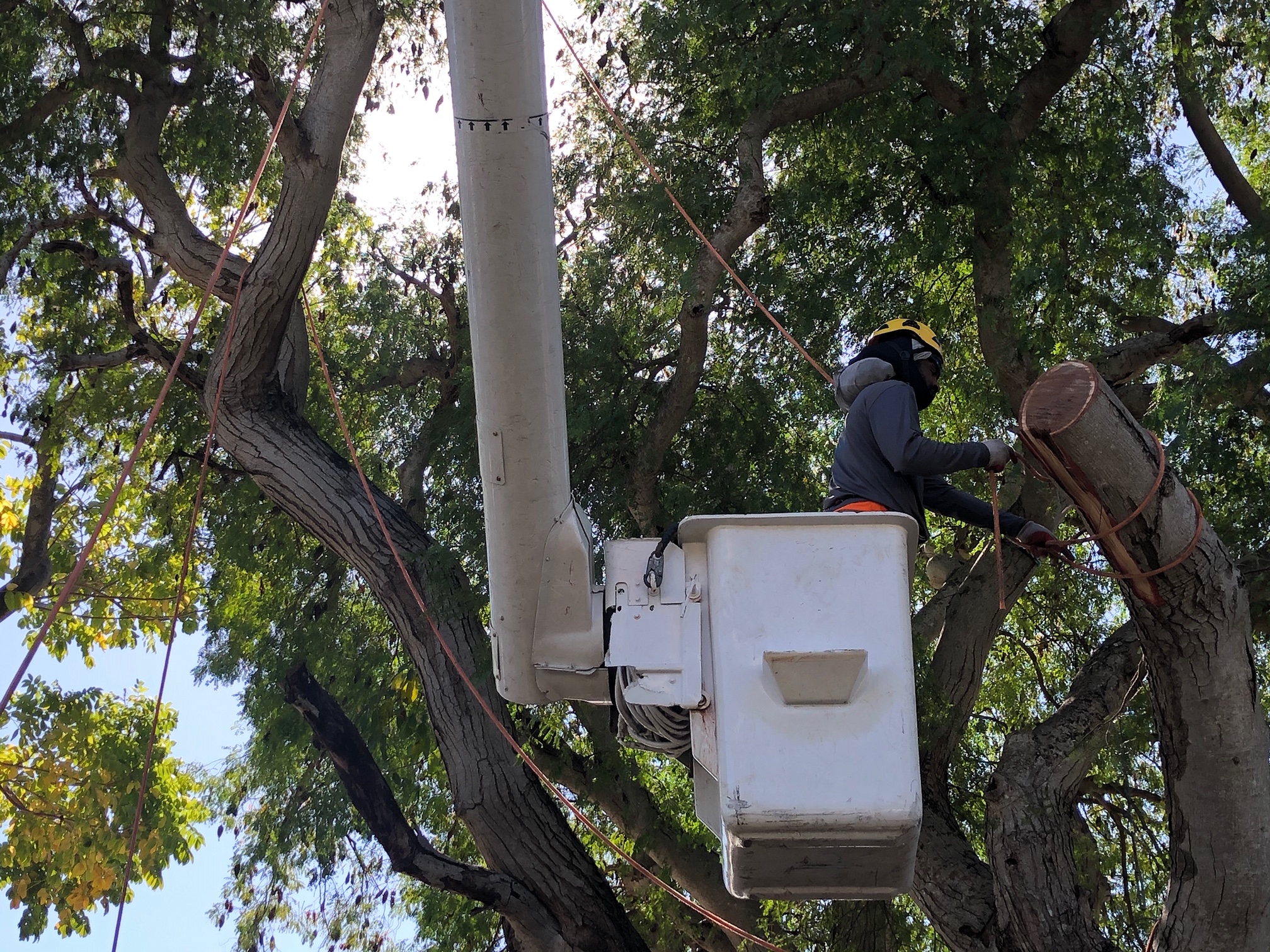 Our Community Florida Keys Tree and Landscaping Services