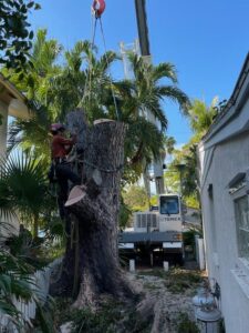 florida landscape service