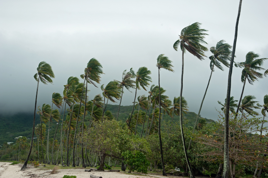 Coconut palms blowing in the wind