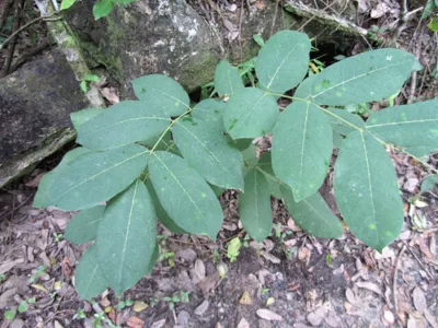 The elongated bigger leaves of the Dogwood Tree helping easily identifying it by its shape.