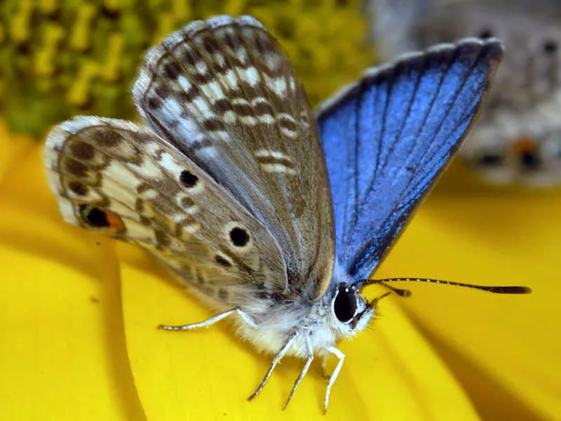 Picture of a Miami Blue Butterfly