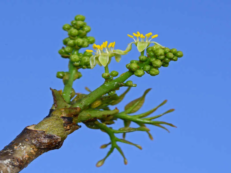Picture of buds starting to bloom on a branch of the Gumbo Limbo Tree