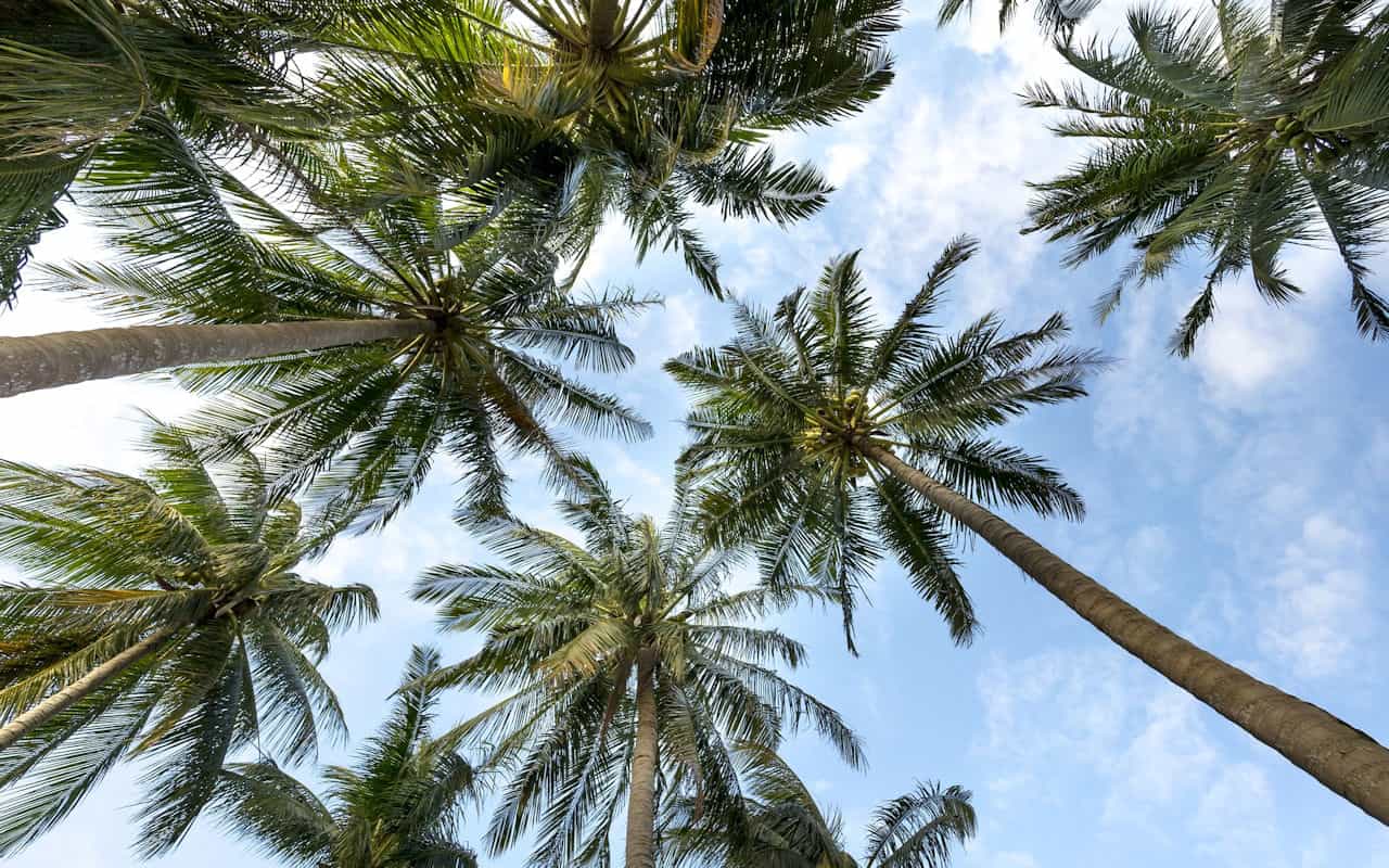 palm-trees-3058728_1920-min affordable florida keys landscaper