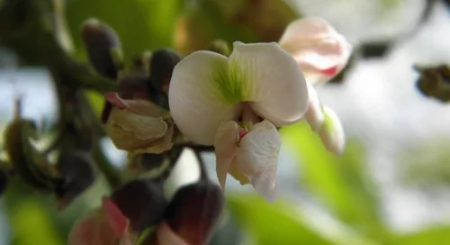 White Flower of the Jamaican Dogwood Tree (Piscidia Piscipula) found commonly in the Florida Keys