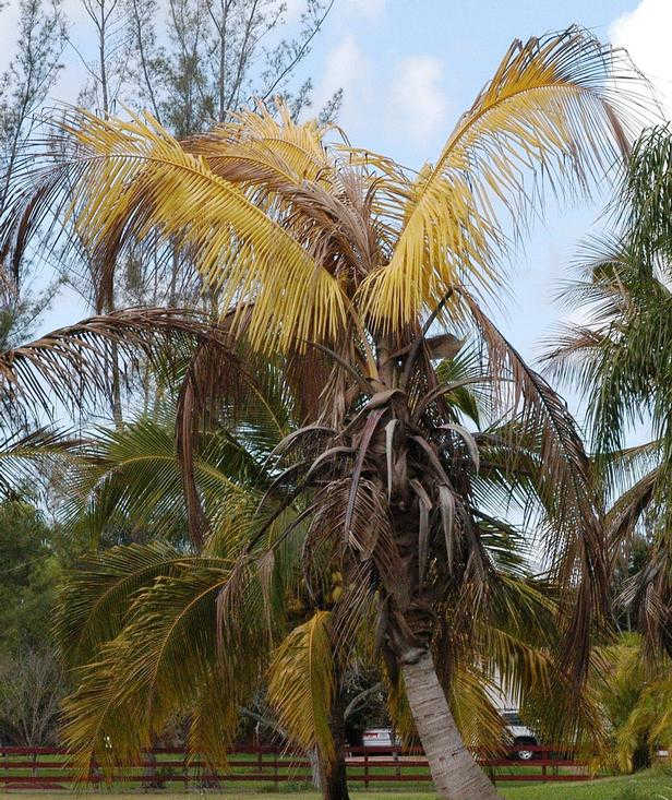 A palm tree dying due to lethal yellowing disease