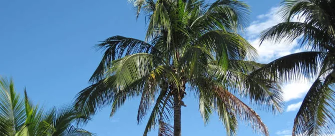 Panama Tall: A Coconut Palm Paradise in the Florida Keys - Florida