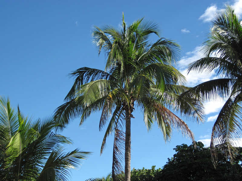 Panama Tall: A Coconut Palm Paradise in the Florida Keys - Florida Keys  Tree and Landscaping Services