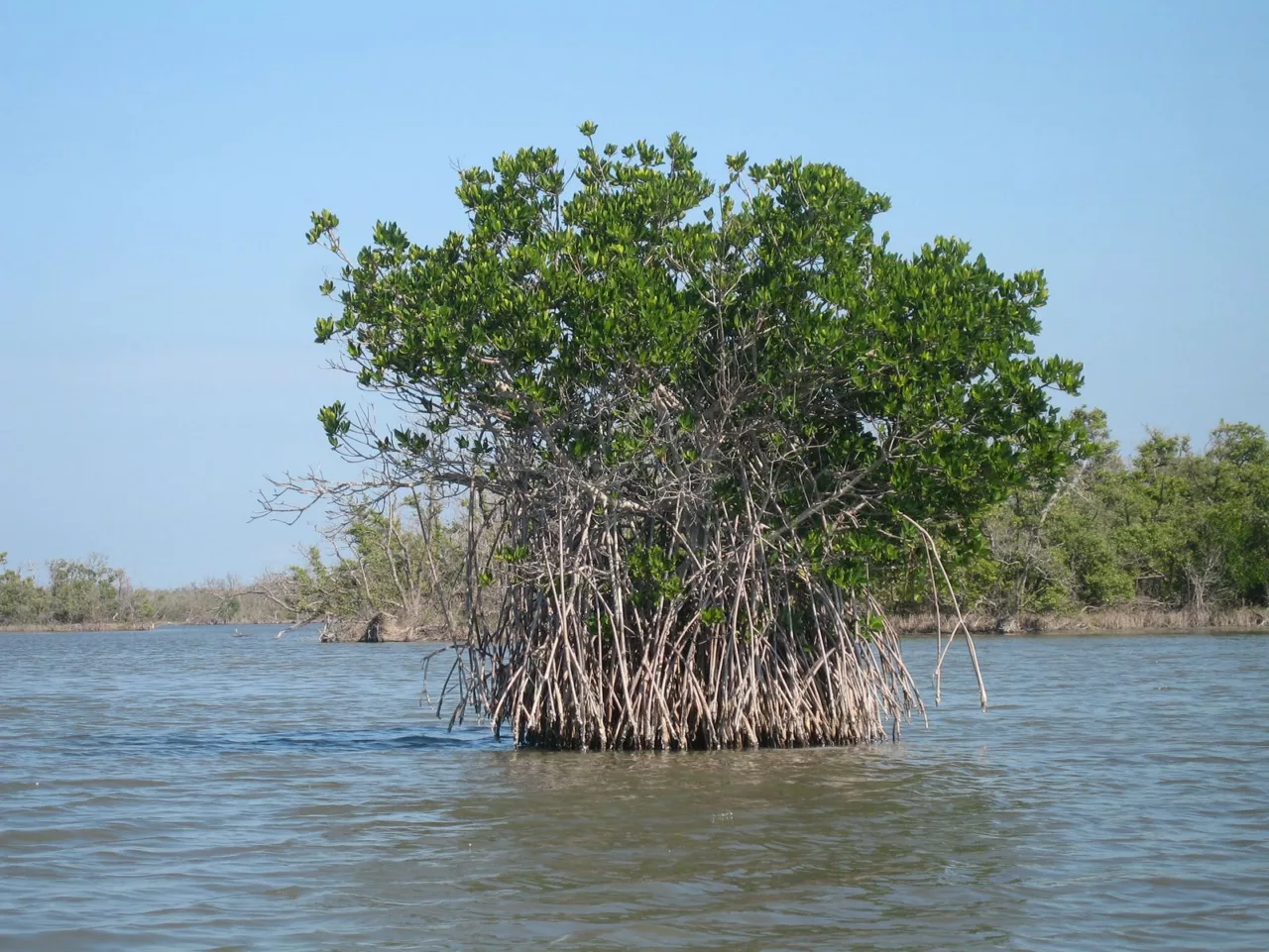 Red mangrove in a body of water