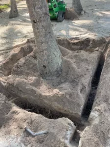 Root Zone cutting preparing for Transplant on a Palm Tree