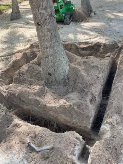 Root Zone cutting preparing for Transplant on a Palm Tree